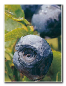 http://www.mirto-plus.net/export/sites/mirto/vi/vn/images/elements/bilberry.jpg